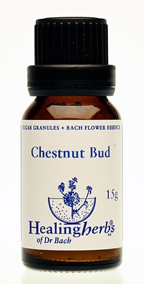 Chestnut Bud Granulat 24007