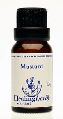 Mustard Granulat 24021